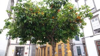 2022-03-GranCan-Las_Palmas-Santa_Ana--Doramas-PM-NN-050.JPG